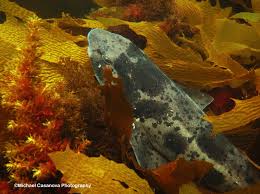 Image result for Cephaloscyllium laticeps