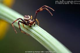 Attēlu rezultāti vaicājumam “Misumena vatia”