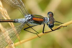 Attēlu rezultāti vaicājumam “Lestes sponsa”