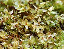 Attēlu rezultāti vaicājumam “Bryum rubens”