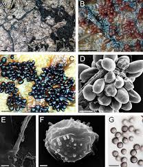 Attēlu rezultāti vaicājumam “Badhamiopsis ainoae sessile”