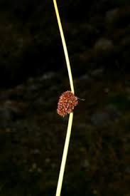 Attēlu rezultāti vaicājumam “Juncus conglomeratus fruit”