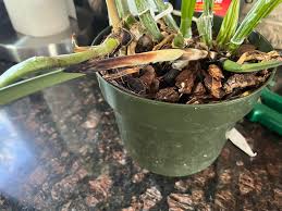 Attēlu rezultāti vaicājumam “Diachea muscorum”