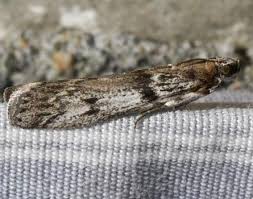 Attēlu rezultāti vaicājumam “Zophodia grossulariella”