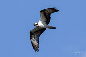 Image result for Pandion haliaetus