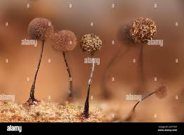 Attēlu rezultāti vaicājumam “Collaria arcyrionema”