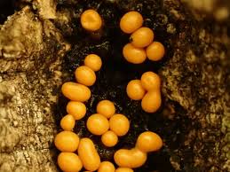 Attēlu rezultāti vaicājumam “Trichia varia macro”