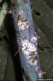 Attēlu rezultāti vaicājumam “Chionaspis salicis”