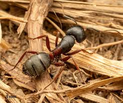 Attēlu rezultāti vaicājumam “Camponotus herculeanus”