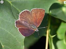 Attēlu rezultāti vaicājumam “Favonius quercus underside”