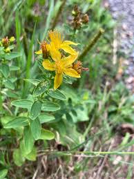 Attēlu rezultāti vaicājumam “Hypericum maculatum flower”
