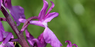 Attēlu rezultāti vaicājumam “Orchis mascula bud”