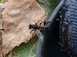 Attēlu rezultāti vaicājumam “Choerades sp.”