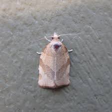 Attēlu rezultāti vaicājumam “Pandemis cerasana”