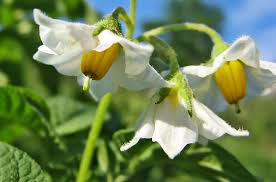 Attēlu rezultāti vaicājumam “Oenothera rubricauli leaf”