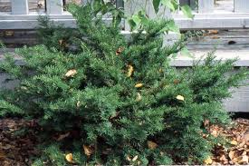 Attēlu rezultāti vaicājumam “Taxus”