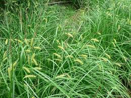 Attēlu rezultāti vaicājumam “Carex vesicaria”