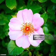 Attēlu rezultāti vaicājumam “Rosa canina”