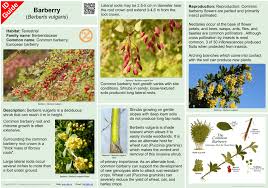 Attēlu rezultāti vaicājumam “Berberis vulgaris flower”