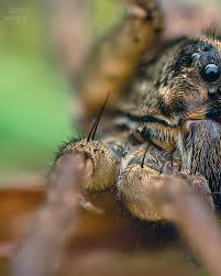 Attēlu rezultāti vaicājumam “Lycogala fuscoolearium macro”