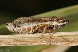 Attēlu rezultāti vaicājumam “Neophilaenus lineatus”