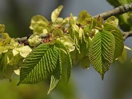 Attēlu rezultāti vaicājumam “Lycogala fuscoolearium macro”