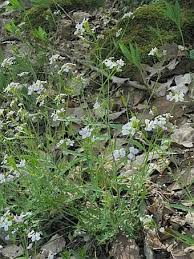 Attēlu rezultāti vaicājumam “Cardaminopsis arenosa leaf”