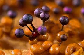 Attēlu rezultāti vaicājumam “Lamproderma violaceum”