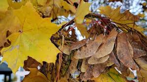 Attēlu rezultāti vaicājumam “Acer platanoides fruit”