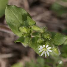 Attēlu rezultāti vaicājumam “Stellaria media”