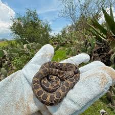 Attēlu rezultāti vaicājumam “Retinia resinella exuvia”