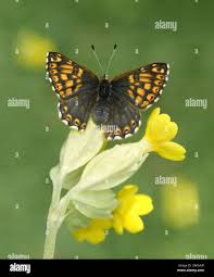 Attēlu rezultāti vaicājumam “Hamearis lucina”