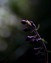 Attēlu rezultāti vaicājumam “Epipactis atrorubens bud”