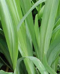 Attēlu rezultāti vaicājumam “Iris pseudacorus leaf”