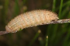 Attēlu rezultāti vaicājumam “Erebia aethiops upperside”