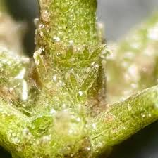 Attēlu rezultāti vaicājumam “Chara intermedia”