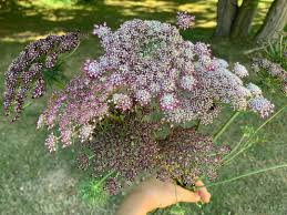 Attēlu rezultāti vaicājumam “Daucus sativus flower”