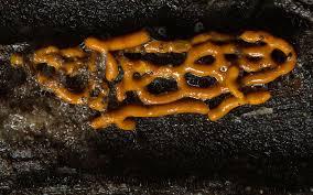 Attēlu rezultāti vaicājumam “Hemitrichia serpula macro”