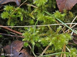 Attēlu rezultāti vaicājumam “Rhytidiadelphus triquetrus”
