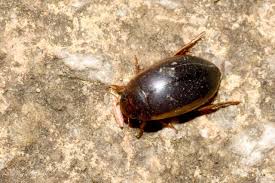 Attēlu rezultāti vaicājumam “Ilybius sp.”