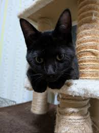 「安岡弘喜」の画像検索結果