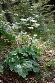 Attēlu rezultāti vaicājumam “Heracleum sphondylium subsp. sibiricum”