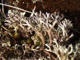 Attēlu rezultāti vaicājumam “Cladonia stygia”