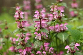 Attēlu rezultāti vaicājumam “Lamium maculatum flower”