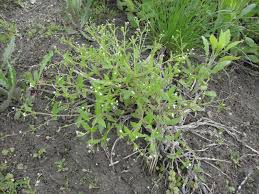 Attēlu rezultāti vaicājumam “Myosotis sparsiflora”