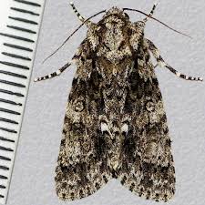 Attēlu rezultāti vaicājumam “Acronicta rumicis imago”