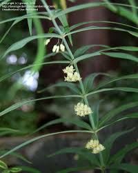 Attēlu rezultāti vaicājumam “Polygonatum verticillatum”