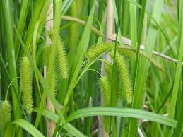 Attēlu rezultāti vaicājumam “Carex pseudocyperus female flower”