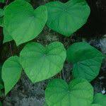 Attēlu rezultāti vaicājumam “Menispermum dauricum leaf”