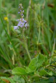 Attēlu rezultāti vaicājumam “Veronica officinalis”
